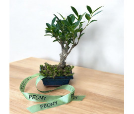 Ficus microcarpa